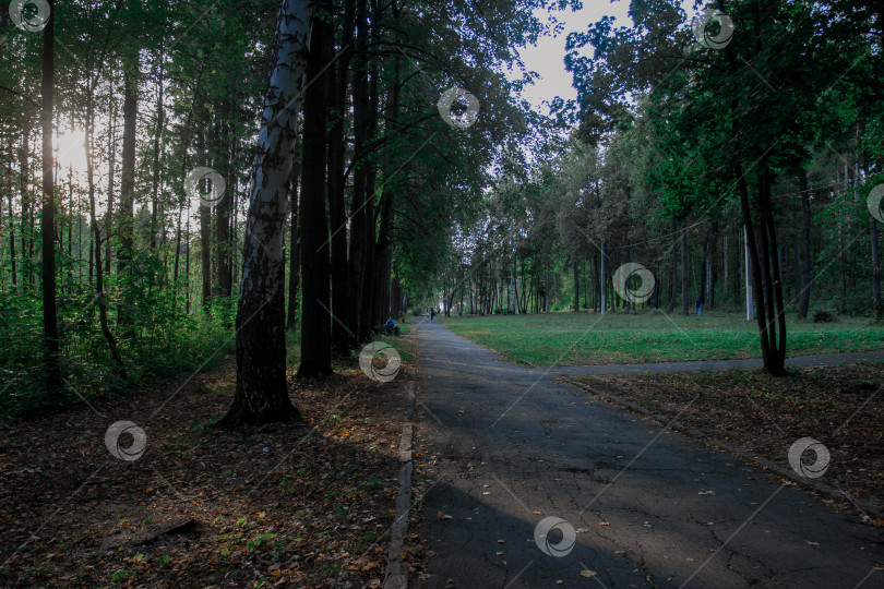 Скачать Лесная аллея летним вечером без солнца фотосток Ozero