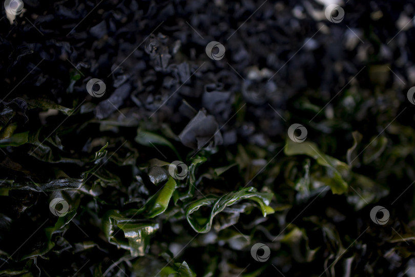 Скачать сушеные водоросли на белом фоне. сушеная морская капуста ламинария или бурые водоросли ламинариум.конбу, водоросли вакаме. крупный план фотосток Ozero