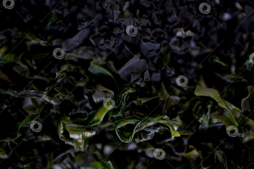 Скачать сушеные водоросли на белом фоне. сушеная морская капуста ламинария или бурые водоросли ламинариум.конбу, водоросли вакаме. крупный план фотосток Ozero