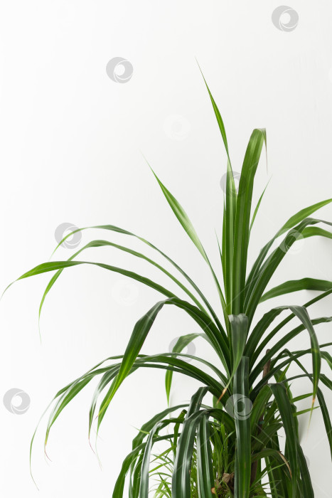 Скачать Растение в горшке на белом фоне фотосток Ozero