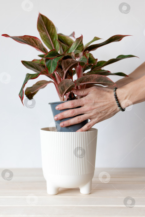 Скачать посадите растение в горшок на белом фоне. руками поместите растение в пластиковое кашпо белого цвета. фотосток Ozero