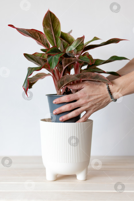 Скачать посадите растение в горшок на белом фоне. руками поместите растение в пластиковое кашпо белого цвета. фотосток Ozero