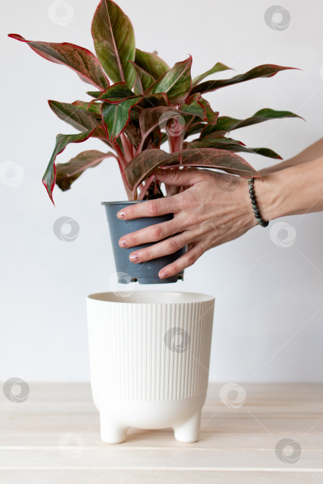 Скачать посадите растение в горшок на белом фоне. руками поместите растение в пластиковое кашпо белого цвета. фотосток Ozero
