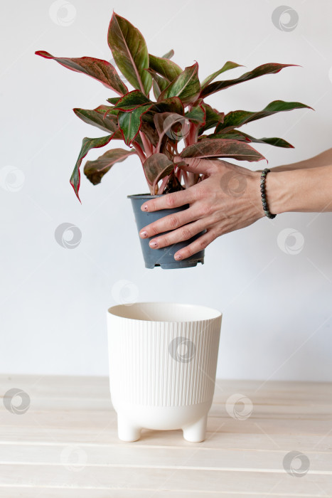 Скачать посадите растение в горшок на белом фоне. руками поместите растение в пластиковое кашпо белого цвета. фотосток Ozero