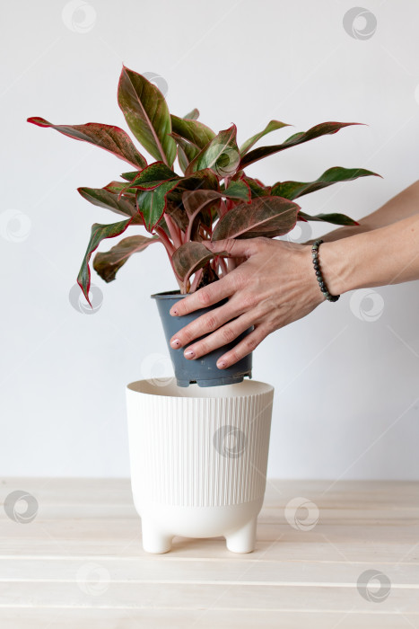 Скачать посадите растение в горшок на белом фоне. руками поместите растение в пластиковое кашпо белого цвета. фотосток Ozero