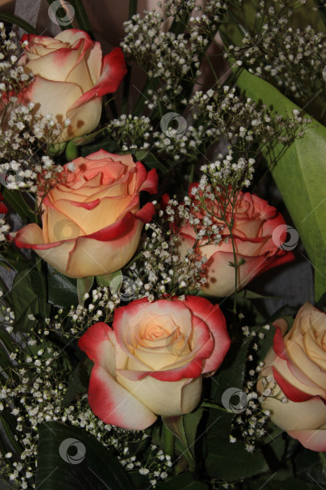 Скачать Крупный план роз, белых и розовых цветов фотосток Ozero