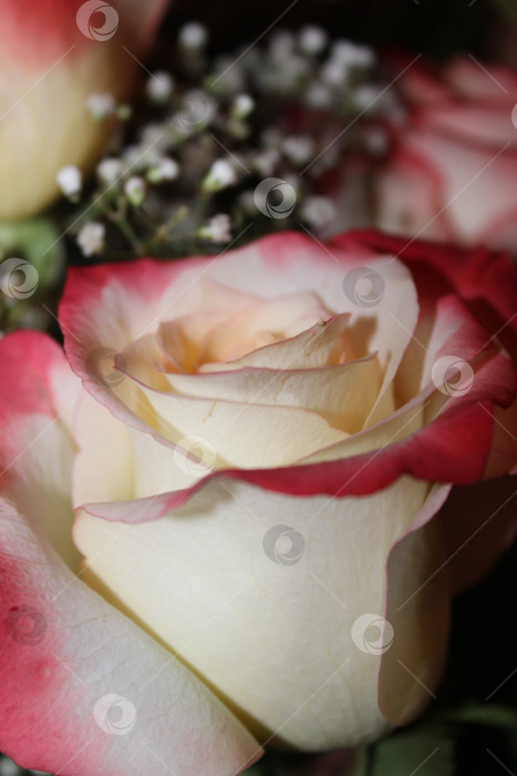 Скачать Крупный план роз, белых и розовых цветов фотосток Ozero