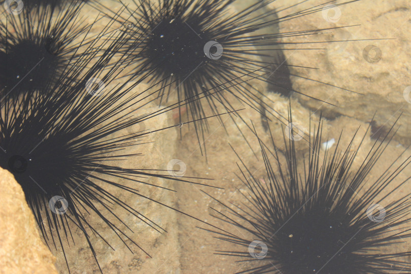 Скачать Крупные морские ежи с длинными черными шипами цепляются за камни на мелководье. фотосток Ozero
