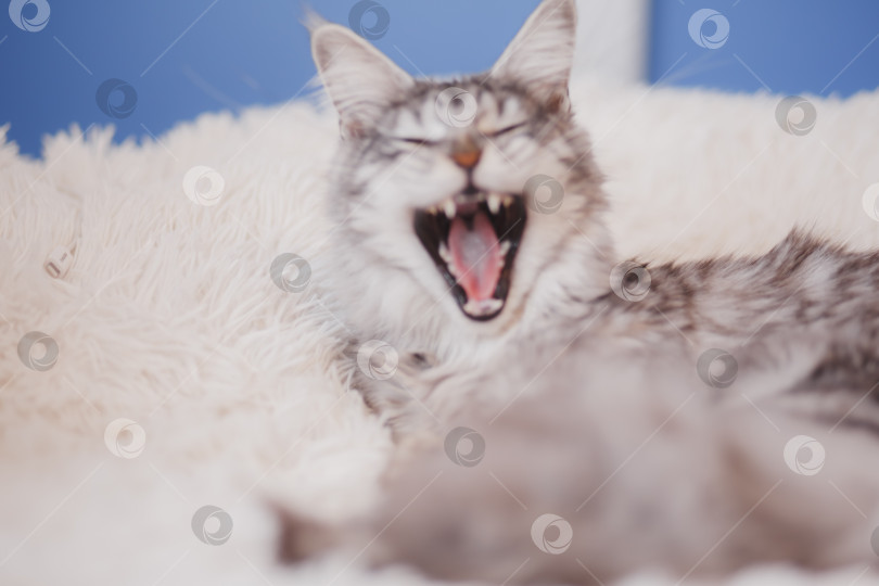 Скачать Домашняя серая пушистая чистокровная кошка породы мейн-кун лежит на белом покрывале на кровати, уставшая от игр, ленивая, больная, отдыхающая от жаркой погоды. фотосток Ozero