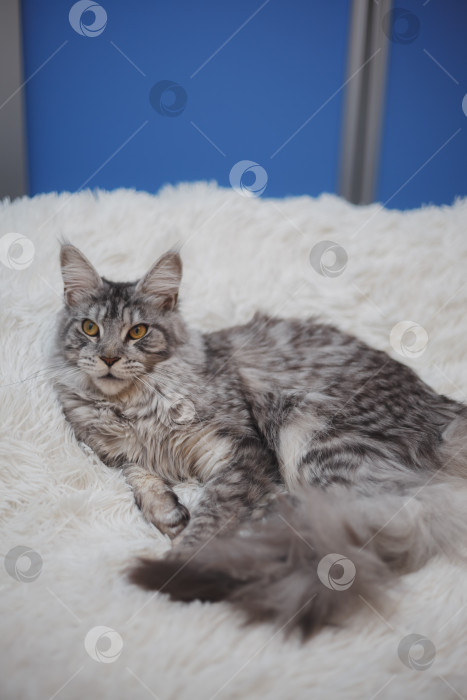 Скачать Домашняя серая пушистая чистокровная кошка породы мейн-кун лежит на белом покрывале на кровати, уставшая от игр, ленивая, больная, отдыхающая от жаркой погоды. фотосток Ozero