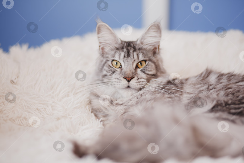Скачать Домашняя серая пушистая чистокровная кошка породы мейн-кун лежит на белом покрывале на кровати, уставшая от игр, ленивая, больная, отдыхающая от жаркой погоды. фотосток Ozero