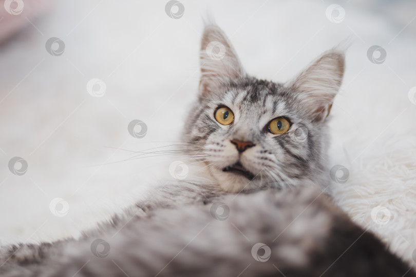 Скачать Домашняя серая пушистая чистокровная кошка породы мейн-кун лежит на белом покрывале на кровати, уставшая от игр, ленивая, больная, отдыхающая от жаркой погоды. фотосток Ozero