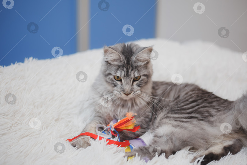Скачать Домашняя серая пушистая чистокровная кошка породы мейн-кун лежит на белом покрывале на кровати, уставшая от игр, ленивая, больная, отдыхающая от жаркой погоды. фотосток Ozero
