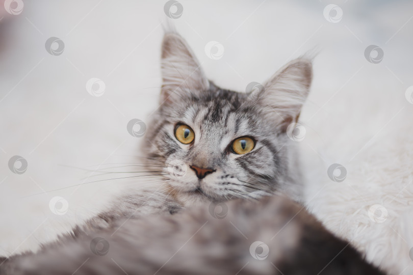 Скачать Домашняя серая пушистая чистокровная кошка породы мейн-кун лежит на белом покрывале на кровати, уставшая от игр, ленивая, больная, отдыхающая от жаркой погоды. фотосток Ozero