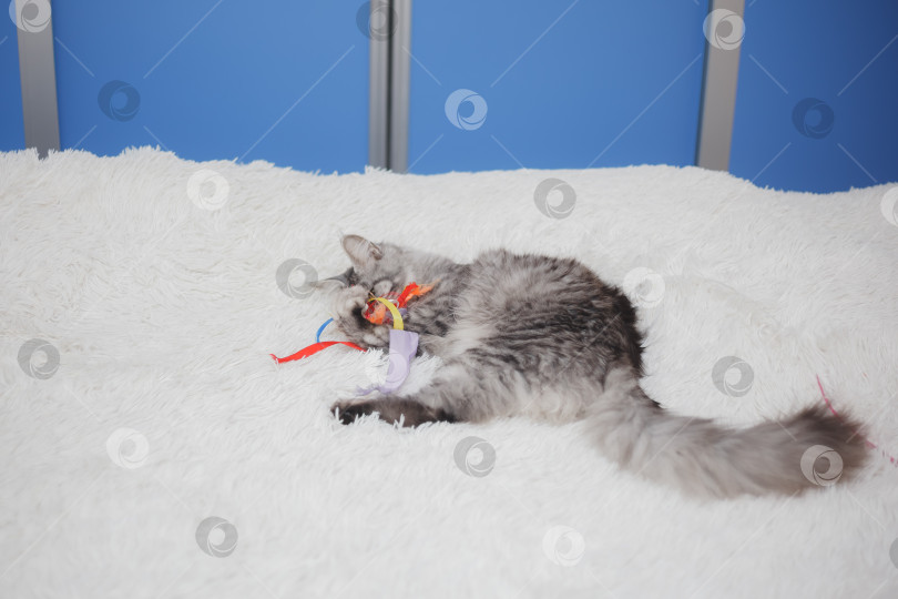 Скачать Домашняя серая пушистая чистокровная кошка породы мейн-кун лежит на белом покрывале на кровати, уставшая от игр, ленивая, больная, отдыхающая от жаркой погоды. фотосток Ozero
