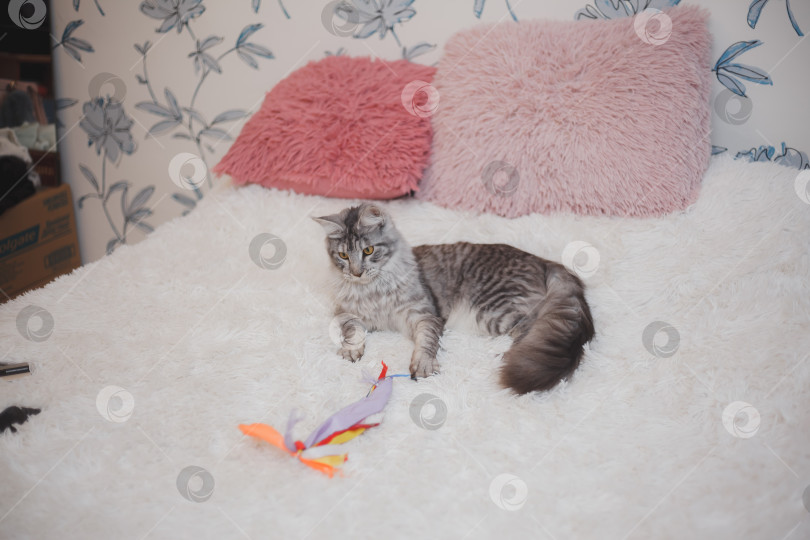 Скачать Домашняя серая пушистая чистокровная кошка породы мейн-кун лежит на белом покрывале на кровати, уставшая от игр, ленивая, больная, отдыхающая от жаркой погоды. фотосток Ozero