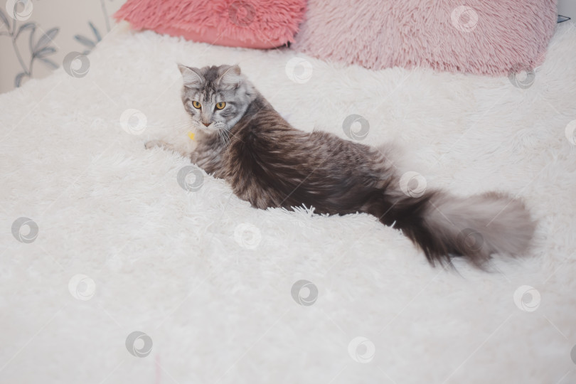 Скачать Домашняя серая пушистая чистокровная кошка породы мейн-кун лежит на белом покрывале на кровати, уставшая от игр, ленивая, больная, отдыхающая от жаркой погоды. фотосток Ozero