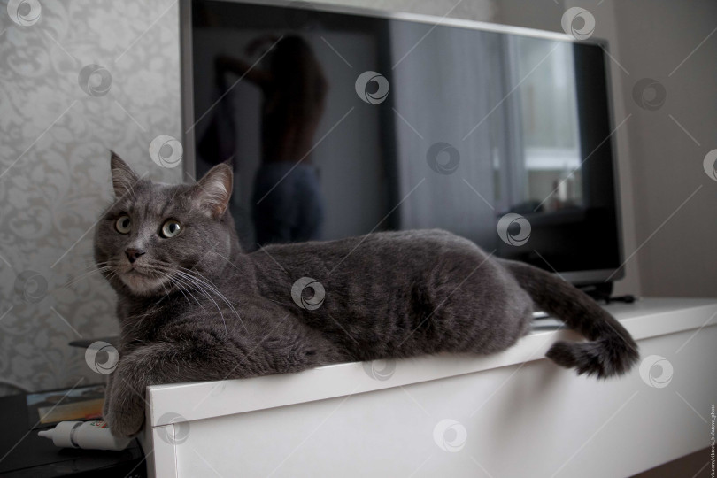 Скачать Большой серый кот, лежащий рядом с телевизором фотосток Ozero