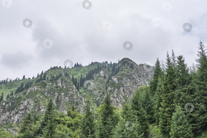 Скачать Горный хребет с Вечнозеленым лесом под Пасмурным небом фотосток Ozero