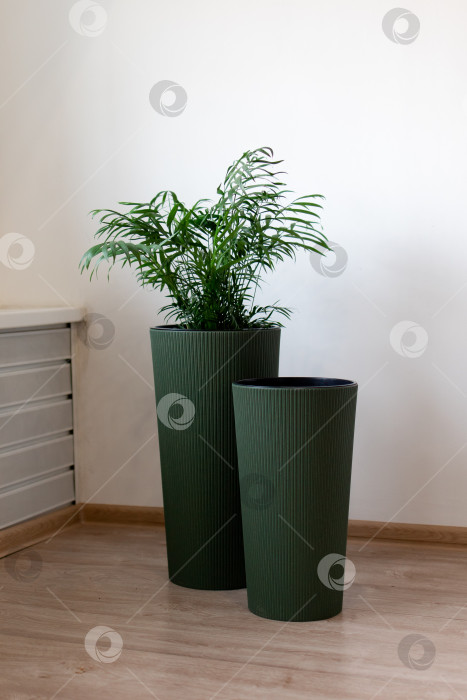 Скачать Большие напольные кашпо с цветами. Домашний интерьер фотосток Ozero