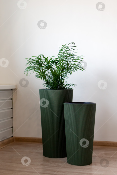 Скачать Большие напольные кашпо с цветами. Домашний интерьер фотосток Ozero