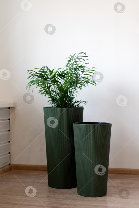 Скачать Большие напольные кашпо с цветами. Домашний интерьер фотосток Ozero