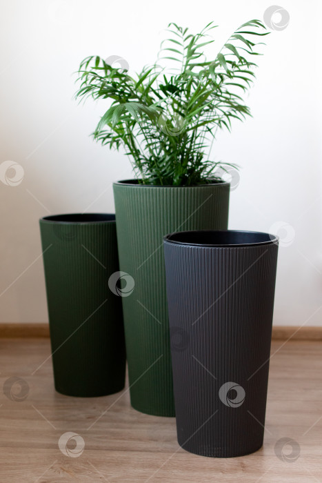 Скачать Большие напольные кашпо с цветами. Домашний интерьер фотосток Ozero