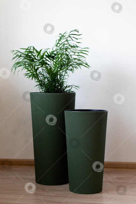 Скачать Большие напольные кашпо с цветами. Домашний интерьер фотосток Ozero