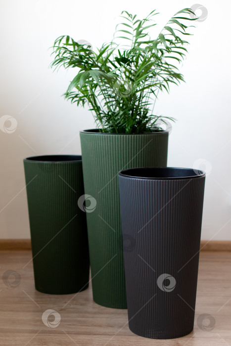 Скачать Большие напольные кашпо с цветами. Домашний интерьер фотосток Ozero