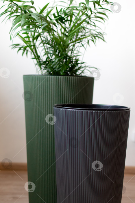 Скачать Большие напольные кашпо с цветами. Домашний интерьер фотосток Ozero