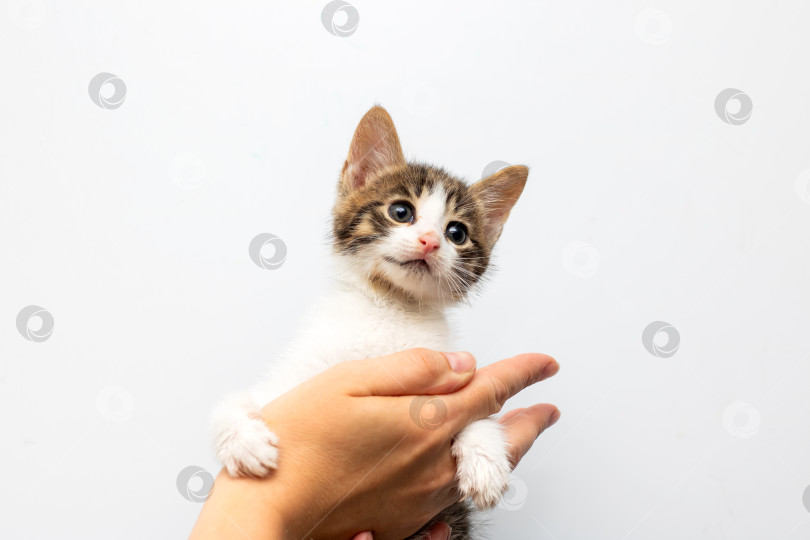 Скачать Человек нежно держит на руках маленького коричнево-белого котенка фотосток Ozero