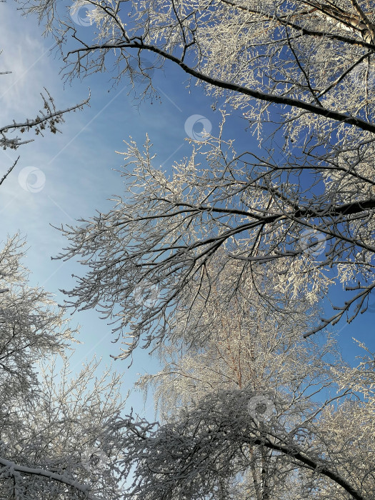 Скачать Снежные ветви. фотосток Ozero