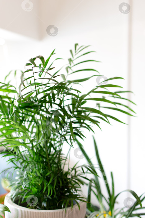 Скачать Кентиапалме. Зеленое комнатное растение на белом фоне. Пальмовый лист крупным планом фотосток Ozero