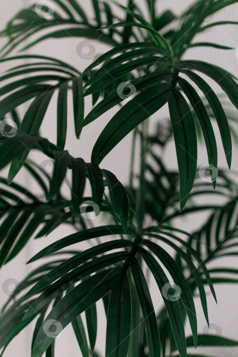 Скачать Кентиапалме. Зеленое комнатное растение на белом фоне. Пальмовый лист крупным планом фотосток Ozero