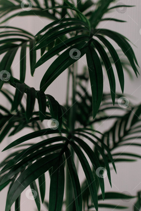 Скачать Кентиапалме. Зеленое комнатное растение на белом фоне. Пальмовый лист крупным планом фотосток Ozero