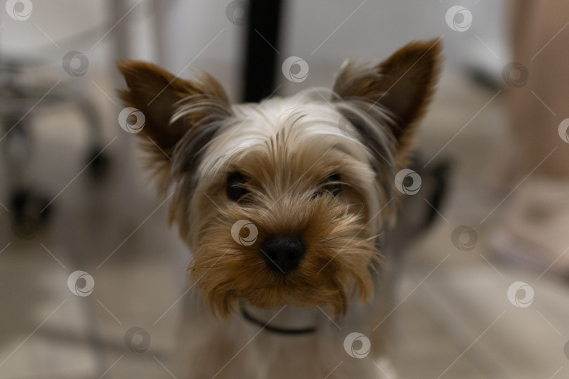 Скачать Симпатичный Йоркширский терьер Крупным планом фотосток Ozero