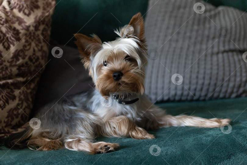 Скачать Симпатичный Йоркширский терьер Крупным планом фотосток Ozero