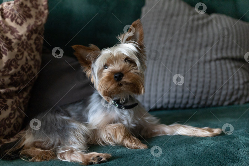 Скачать Симпатичный Йоркширский терьер Крупным планом фотосток Ozero