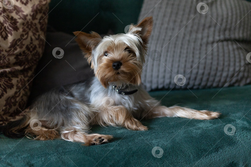 Скачать Симпатичный Йоркширский терьер Крупным планом фотосток Ozero