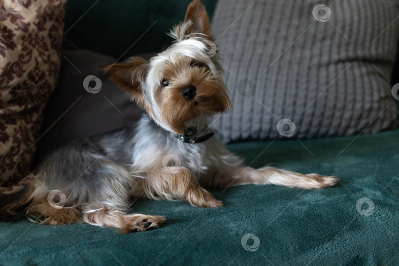 Скачать Симпатичный Йоркширский терьер Крупным планом фотосток Ozero