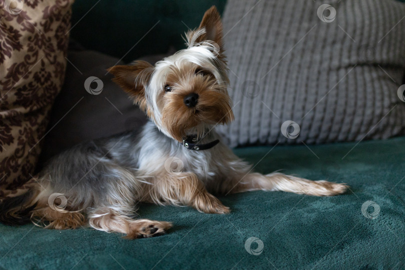 Скачать Симпатичный Йоркширский терьер Крупным планом фотосток Ozero