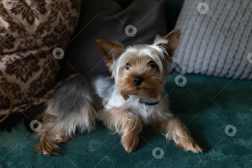 Скачать Симпатичный Йоркширский терьер Крупным планом фотосток Ozero