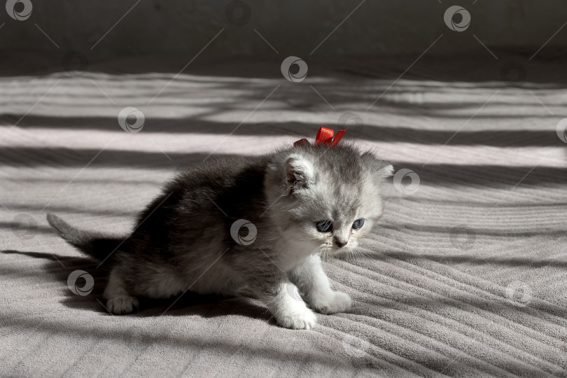 Скачать Шотландский прямолинейный серебристый котенок бежит фотосток Ozero