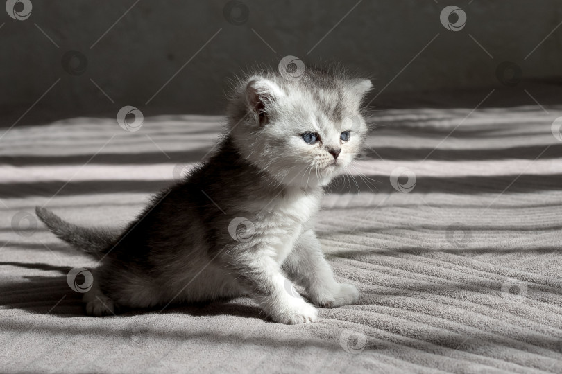 Скачать Шотландский прямолинейный серебристый котенок бежит фотосток Ozero