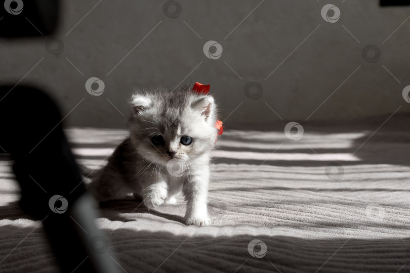 Скачать Шотландский прямолинейный серебристый котенок бежит фотосток Ozero