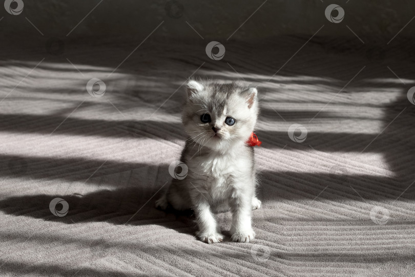 Скачать Шотландский прямолинейный серебристый котенок бежит фотосток Ozero