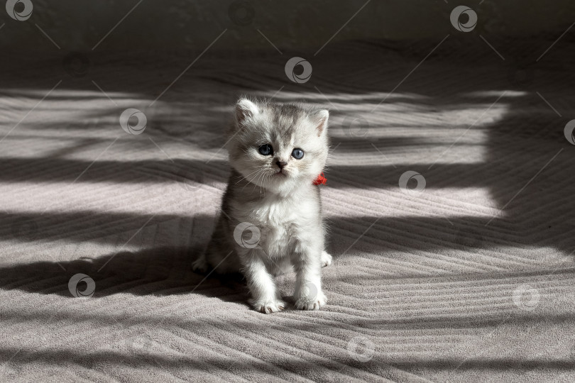 Скачать Шотландский прямолинейный серебристый котенок бежит фотосток Ozero