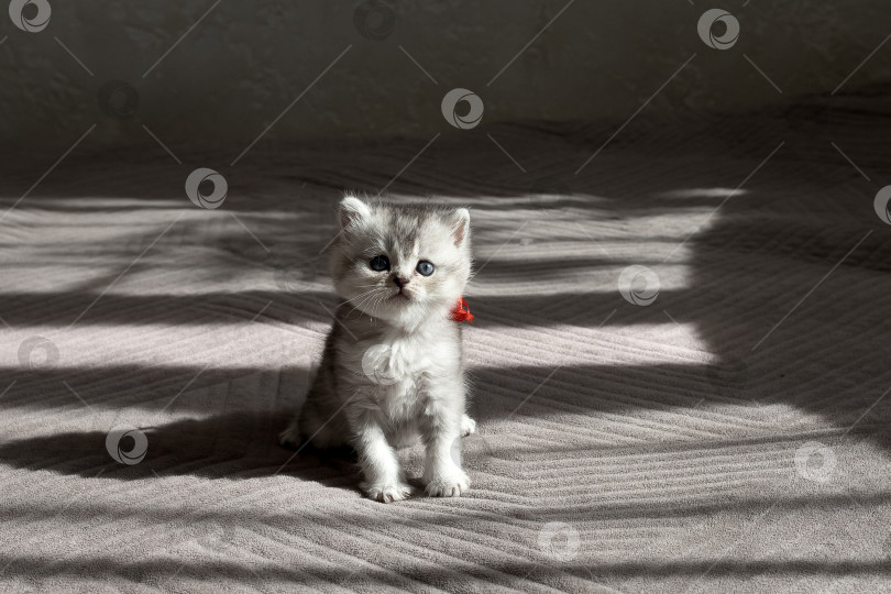 Скачать Шотландский прямолинейный серебристый котенок бежит фотосток Ozero