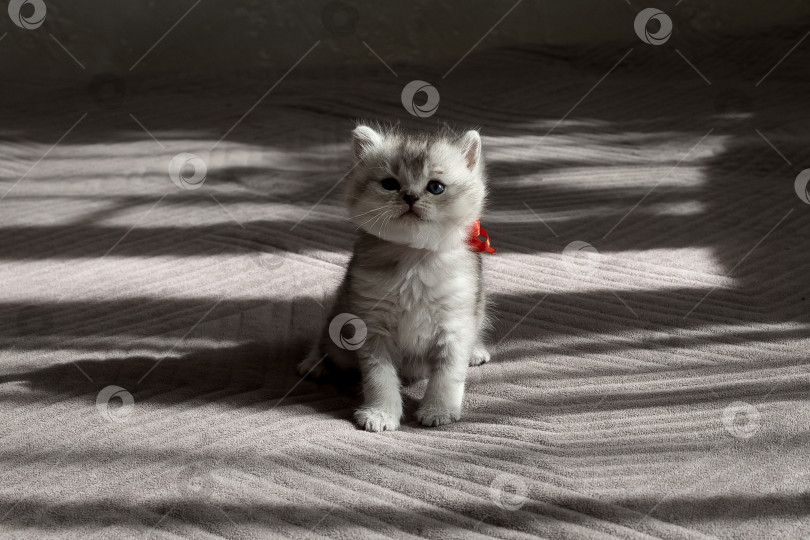 Скачать Шотландский прямолинейный серебристый котенок бежит фотосток Ozero