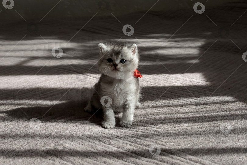 Скачать Шотландский прямолинейный серебристый котенок бежит фотосток Ozero